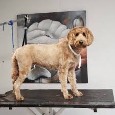 Long, curly and thick, or they may have fur that resembles that of a labrador: What You Need To Know About The Australian Labradoodle K9 Web