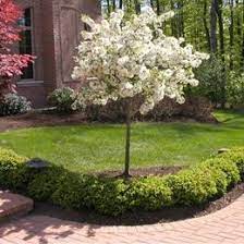 Sargent Tina Crabapple Anderson S Seed 5 X6 Dwarf Trees For Landscaping Trees For Front Yard Small Gardens