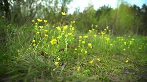 The blooms open in the sun and close at night. Yellow Flowers In Early Spring Stock Footage Video 100 Royalty Free 27038752 Shutterstock