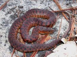 When you buy a snake from us, you automatically receive our 100% live arrival guarantee. Nerodia Floridana Florida Green Water Snake Discover Life