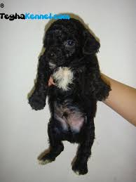 Check spelling or type a new query. Standard Poodle Puppies Dog Kennel