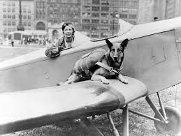 Check spelling or type a new query. Flying With A Dog Everything You Need To Know Conde Nast Traveler