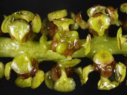 Image result for Potamogeton richardii