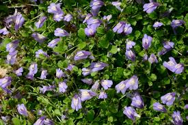 Several of the recommended plants have attractive seasonal flowers. 6 Of The Best Ground Cover Plants To Prevent Weeds Dengarden