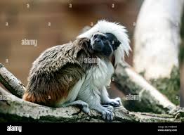 Image result for Hylebates cordatus