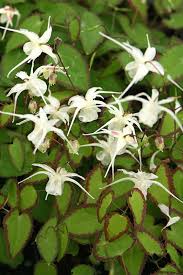 Image result for Vepris grandifolia