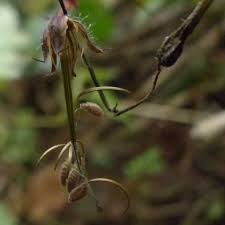 Amazon.com : Frozen Seed Capsules