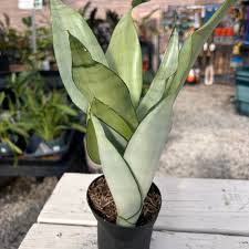 Image result for Sansevieria