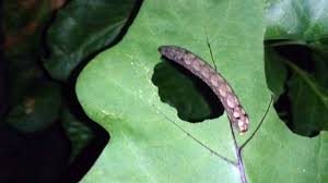 閲覧注意 闇夜に紛れてなすの葉っぱを食い散らかす虫たち Youtube