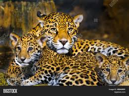 Jaguar Cubs Image Photo Free Trial Bigstock