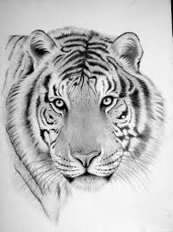 I Draw Wild Animal Faces And I Do Art Shows And License Some Of My Images To Companies For T Animal Drawings Sketches Wild Animals Drawing Animal Sketches Easy