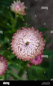 Image result for Helichrysum stenopterum