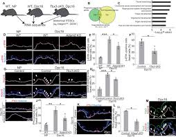 Check spelling or type a new query. Vasculature Driven Stem Cell Population Coordinates Tissue Scaling In Dynamic Organs Science Advances