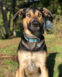 Lab German Shepherd Mix