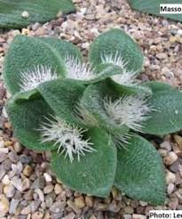 Image result for Pterodiscus aurantiacus