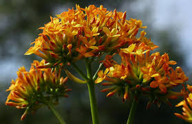 Image result for Kalanchoe crenata