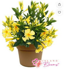 Image result for dipladenie žlutá obrázek