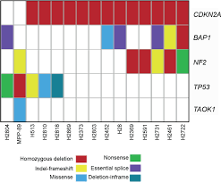 Bap1 mutations are associated with worse prognosis in uveal and cutaneous melanoma and renal cell carcinoma whereas they mark better outcomes . Loss Of Functional Bap1 Augments Sensitivity To Trail In Cancer Cells Elife