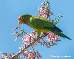 Eupsittula Canicularis El Perico Guana Noticias Com Facebook