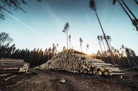 I usually look for areas that are easy to reach near waypoints. Pile Of Wood Logs In Forest Free Photo Stock Images Page Everypixel