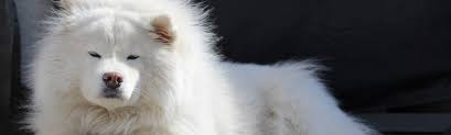 C'est juste une question de goût et j'assume. Die Eigenschaften Eines Samojede Internationale Hunde Katzen Datenbank