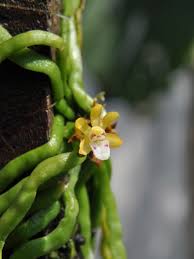 Image result for Taeniophyllum