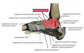 Knicksenkfuß {m} <ksf> planovalgus foot pes planovalgus med. Der Knick Senk Fuss Haufig Unterschatzt Die Prophylaktische Behandlung Mittels X Foot Concept Des Otc Regensburg Orthopadie Technik