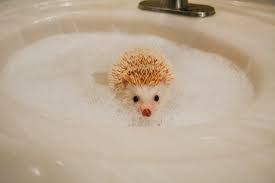 Two of hedgehogs are nearly white, and two more are a perfect blend of the white and dark colors. Bathing A Hedgehog Michele One L
