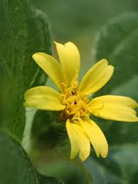 Image result for Calyptocarpus vialis