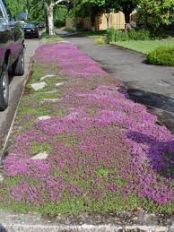 My Top 5 Stepable Plants For Paths Landscape Design Garden Landscape Design Sidewalk Landscaping