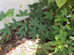 Image result for Mimosa pudica