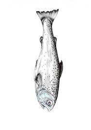 Forelle Blau Jompitz Meerestiere Fisch Zeichnung Kraken Skizze