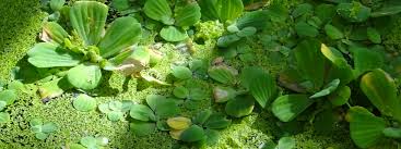 Image result for Pistia