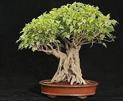 Generic Bodhi Tree Ficus Religiosa Fresh 20 Seeds Bonsai Suitable Amazon In Garden Outdoors