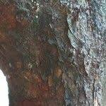 Image result for Rothmannia urcelliformis