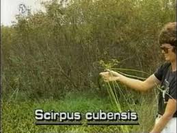 Image result for Oxycaryum