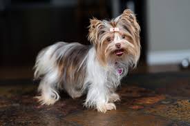 5 glen allen parti yorkie puppies. About My Sunshine Yorkies My Sunshine Yorkies