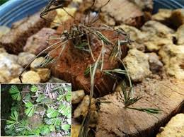 Image result for Actiniopteris radiata