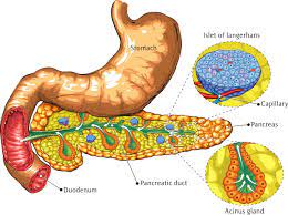 Shiny Oily Fatty Stools Steatorrhea Health Remedies Joyful Belly School Of Ayurveda