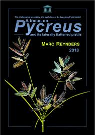 Image result for Alinula paradoxa