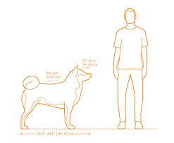 Check spelling or type a new query. Akita Dimensions Drawings Dimensions Com
