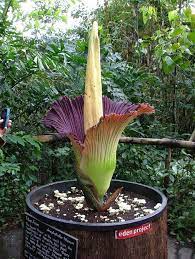 Corpse Flower Corpse Flower Flowers Botanical Gardens
