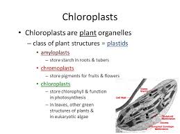 Affordable and search from millions of royalty free images, photos and vectors. Photo Album By Darcy Plant And Animal Cells Under The Microscope 1 What Indicators Were Used To Help View Some Organelles Under The Microscope 2 What Ppt Download