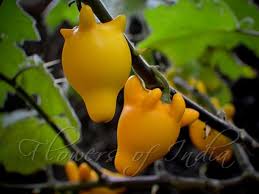 Image result for Solanum mammosum