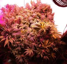 Light coverage isn't the best attribute. Hipargero Led Grow Light Posts Facebook