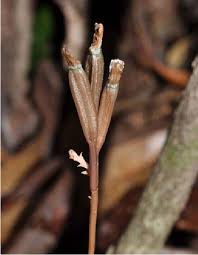 Image result for Didymoplexis