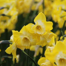 Narcissus Hillstar