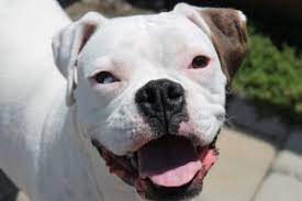White Deaf Boxers Norcal Boxer Rescue