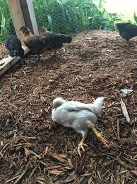 We did not find results for: How We Lovingly Healed Our Chicken With A Broken Neck Real Food Rn