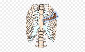 Brustkorb, skelett, grau, heart it heart, ribcage png. Rib Cage Human Skeleton Sternum Anatomy Many Bones Make Up The Ribs Hd Png Download Vhv